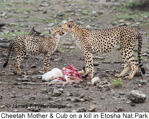 Cheetah - © James F Wittenberger and Exotic Birding LLC