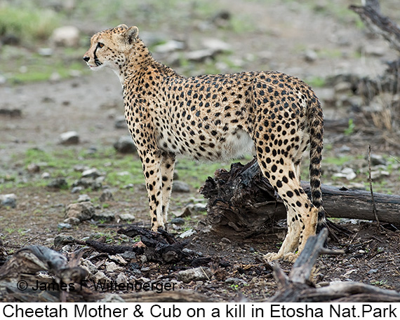 Cheetah - © James F Wittenberger and Exotic Birding LLC