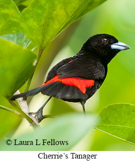 Cherrie's Tanager - © Laura L Fellows and Exotic Birding LLC Cherrie's Tanager - © Laura L Fellows and Exotic Birding LLC