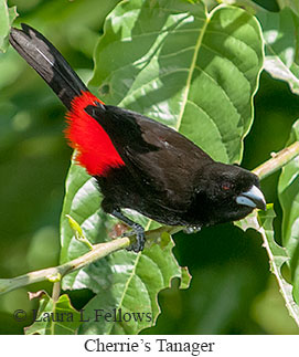 Cherrie's Tanager - © Laura L Fellows and Exotic Birding LLC Cherrie's Tanager - © Laura L Fellows and Exotic Birding LLC