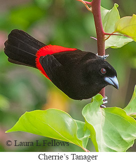 Cherrie's Tanager - © Laura L Fellows and Exotic Birding LLC Cherrie's Tanager - © Laura L Fellows and Exotic Birding LLC