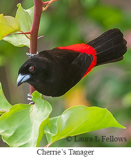 Cherrie's Tanager - © Laura L Fellows and Exotic Birding LLC Cherrie's Tanager - © Laura L Fellows and Exotic Birding LLC