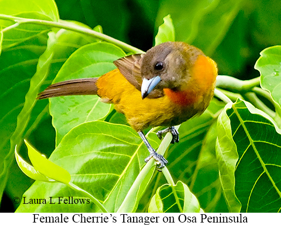 Cherrie's Tanager - © James F Wittenberger and Exotic Birding LLC