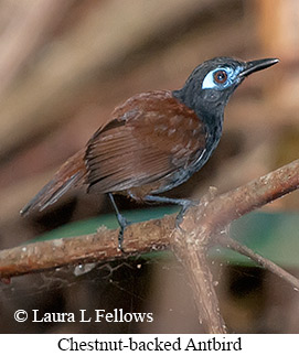 Chestnut-backed Antbird - © Laura L Fellows and Exotic Birding LLC