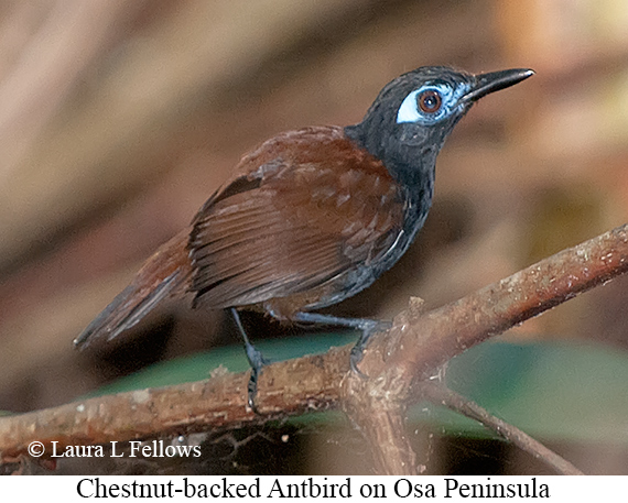 Chestnut-backed Antbird - © Laura L Fellows and Exotic Birding LLC