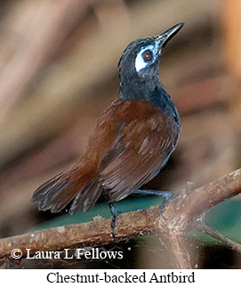 Chestnut-backed Antbird - © Laura L Fellows and Exotic Birding LLC