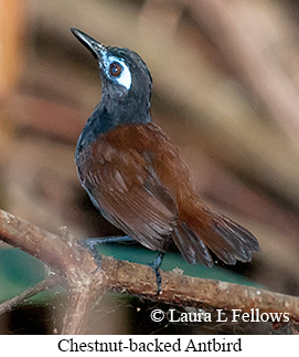 Chestnut-backed Antbird - © Laura L Fellows and Exotic Birding LLC