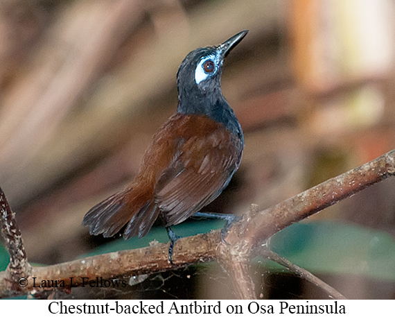 Chestnut-backed Antbird - &copy; Laura L Fellows and Exotic Birding Tours
