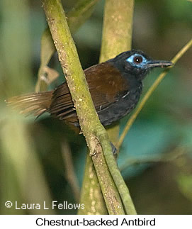 Chestnut-backed Antbird - © Laura L Fellows and Exotic Birding LLC