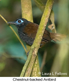 Chestnut-backed Antbird - © Laura L Fellows and Exotic Birding LLC