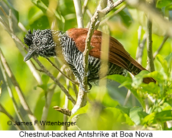 Chestnut-backed Antshrike - © James F Wittenberger and Exotic Birding LLC