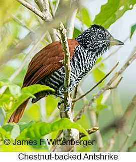 Chestnut-backed Antshrike - © James F Wittenberger and Exotic Birding LLC