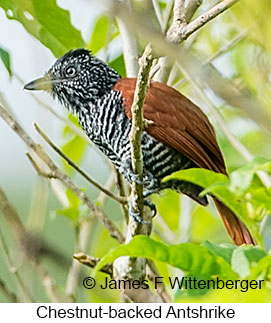 Chestnut-backed Antshrike - © James F Wittenberger and Exotic Birding LLC