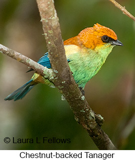 Chestnut-backed Tanager - © Laura L Fellows and Exotic Birding LLC Chestnut-backed Tanager - © Laura L Fellows and Exotic Birding LLC