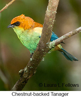 Chestnut-backed Tanager - © Laura L Fellows and Exotic Birding LLC Chestnut-backed Tanager - © Laura L Fellows and Exotic Birding LLC