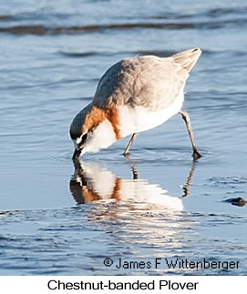 Chestnut-banded Plover - © James F Wittenberger and Exotic Birding LLC