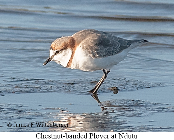 Chestnut-banded Plover - © James F Wittenberger and Exotic Birding LLC