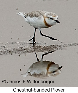 Chestnut-banded Plover - © James F Wittenberger and Exotic Birding LLC