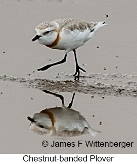 Chestnut-banded Plover - © James F Wittenberger and Exotic Birding LLC