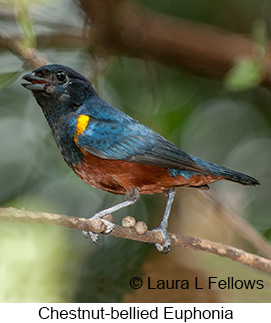 Chestnut-bellied Euphonia - © Laura L Fellows and Exotic Birding LLC