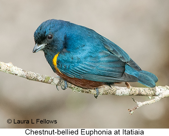 Chestnut-bellied Euphonia - © Laura L Fellows and Exotic Birding LLC
