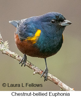 Chestnut-bellied Euphonia - © Laura L Fellows and Exotic Birding LLC