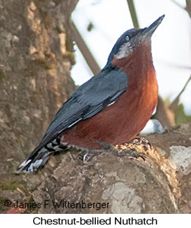 Chestnut-bellied Nuthatch - © James F Wittenberger and Exotic Birding LLC