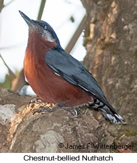 Chestnut-bellied Nuthatch - © James F Wittenberger and Exotic Birding LLC