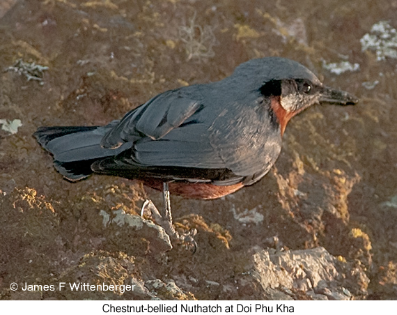 Chestnut-bellied Nuthatch - © James F Wittenberger and Exotic Birding LLC