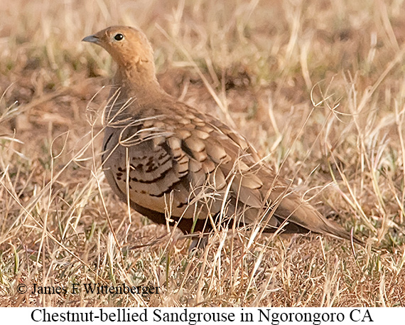 Chestnut-bellied Sandgrouse - © James F Wittenberger and Exotic Birding LLC