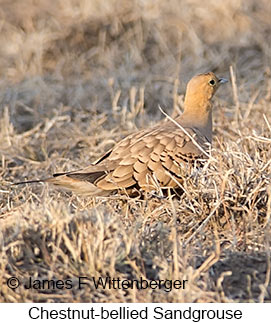 Chestnut-bellied Sandgrouse - © James F Wittenberger and Exotic Birding LLC Chestnut-bellied Sandgrouse - © James F Wittenberger and Exotic Birding LLC