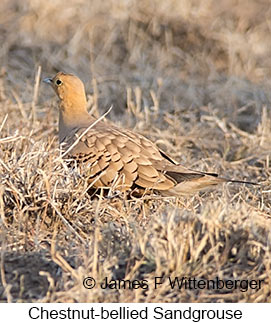 Chestnut-bellied Sandgrouse - © James F Wittenberger and Exotic Birding LLC