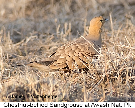 Chestnut-bellied Sandgrouse - © James F Wittenberger and Exotic Birding LLC