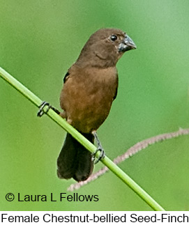 Chestnut-bellied Seed-Finch - © Laura L Fellows and Exotic Birding LLC