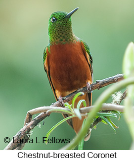 Chestnut-breasted Coronet - © Laura L Fellows and Exotic Birding Tours