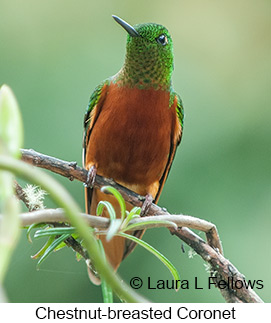 Chestnut-breasted Coronet - &copy; Laura L Fellows and Exotic Birding Tours