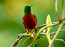 Chestnut-breasted Coronet - © Laura L Fellows and Exotic Birding Tours