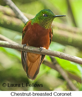 Chestnut-breasted Coronet - © Laura L Fellows and Exotic Birding LLC