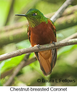 Chestnut-breasted Coronet - © Laura L Fellows and Exotic Birding LLC Chestnut-breasted Coronet - © Laura L Fellows and Exotic Birding LLC