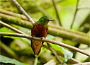 Chestnut-breasted Coronet - © Laura L Fellows and Exotic Birding Tours