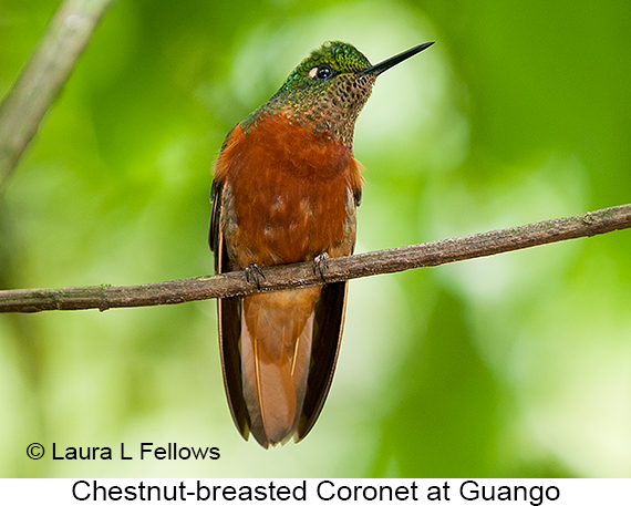 Chestnut-breasted Coronet - © Laura L Fellows and Exotic Birding LLC Chestnut-breasted Coronet - © Laura L Fellows and Exotic Birding LLC