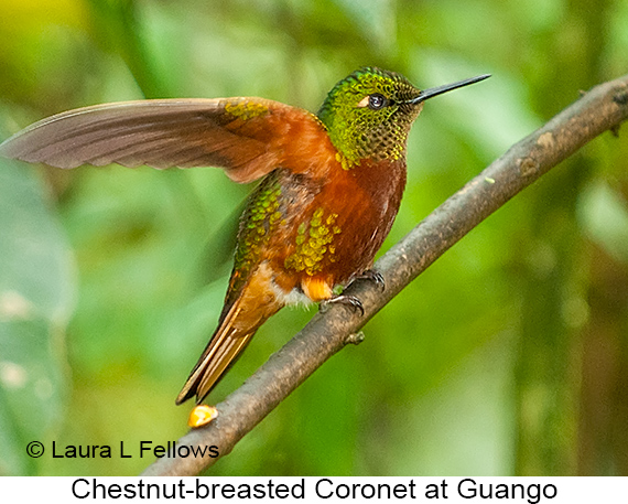 Chestnut-breasted Coronet - © James F Wittenberger and Exotic Birding LLC