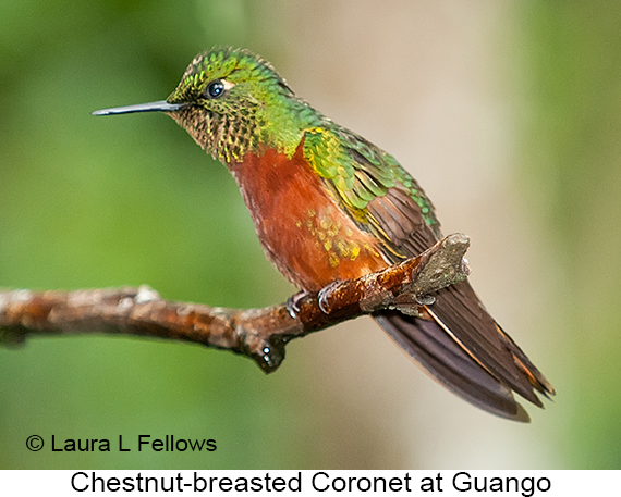 Chestnut-breasted Coronet - © James F Wittenberger and Exotic Birding LLC