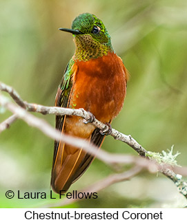 Chestnut-breasted Coronet - © Laura L Fellows and Exotic Birding LLC