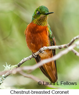 Chestnut-breasted Coronet - © Laura L Fellows and Exotic Birding LLC