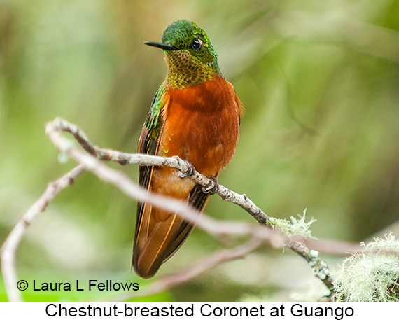 Chestnut-breasted Coronet - © Laura L Fellows and Exotic Birding LLC