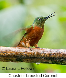 Chestnut-breasted Coronet - © Laura L Fellows and Exotic Birding Tours