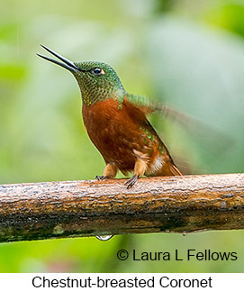 Chestnut-breasted Coronet - © Laura L Fellows and Exotic Birding LLC Chestnut-breasted Coronet - © Laura L Fellows and Exotic Birding LLC