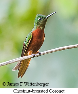 Chestnut-breasted Coronet - &copy; James F Wittenberger and Exotic Birding LLC
