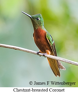 Chestnut-breasted Coronet - &copy; James F Wittenberger and Exotic Birding LLC